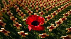 141116 poppy crosses