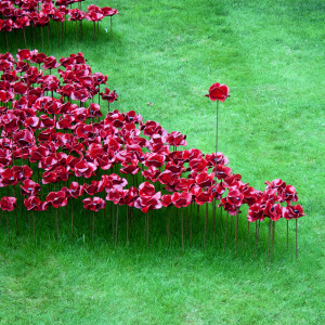 141116 tower poppies 5